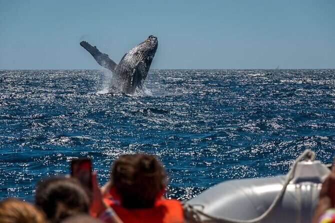 Whale Watching in Puerto Vallarta! - The Sum Up: Why This Tour is a Solid Choice
