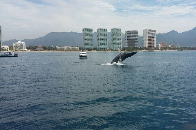 Whale Watching in Puerto Vallarta! - FAQ