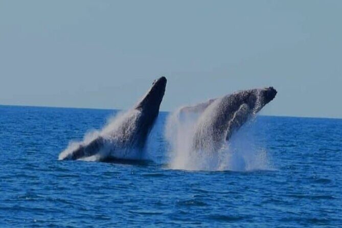 Whale Watching in Puerto Vallarta Bay - A Detailed Look at the Whale Watching Experience in Puerto Vallarta