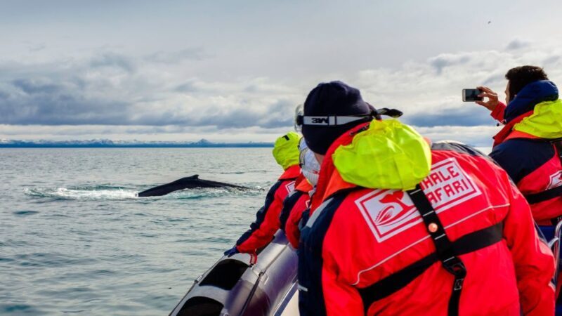 Whale Watching in Reykjavik by Speedboat - Whale Watching in Reykjavik by Speedboat: An Authentic Icelandic Marine Adventure