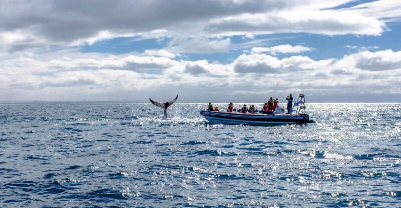 Whale Watching in Reykjavik by Speedboat - The Sum Up