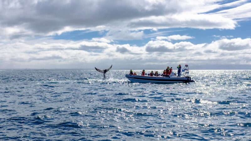 Whale Watching in Reykjavik by Speedboat - FAQ