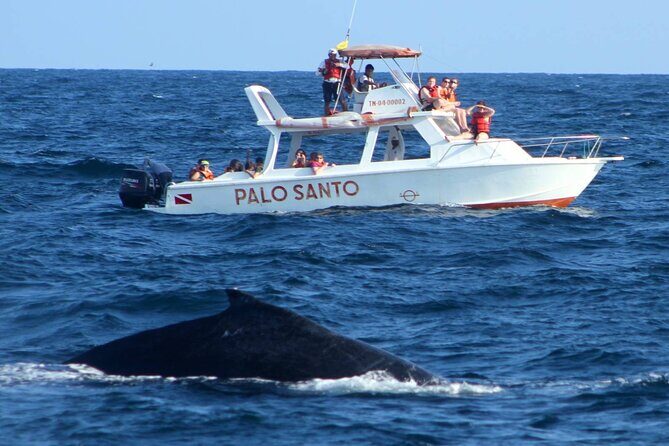 Whale Watching in Samana Bay from Las Terrenas - Key Points