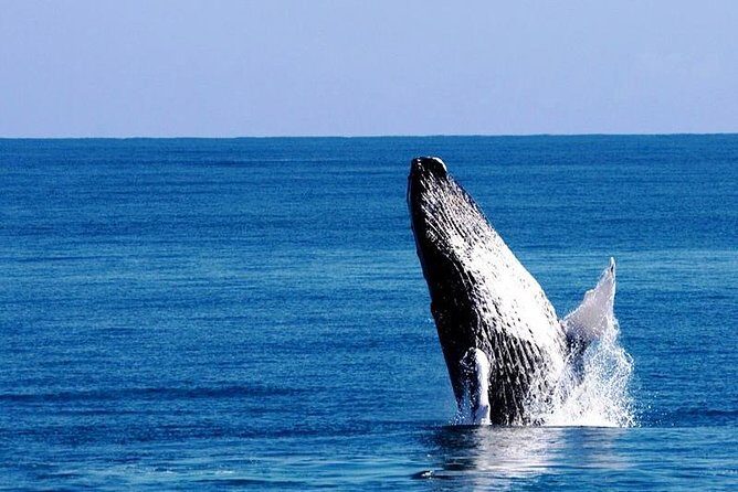 Whale Watching in Samana - Whale Watching in Samana: An Authentic Day on the Water