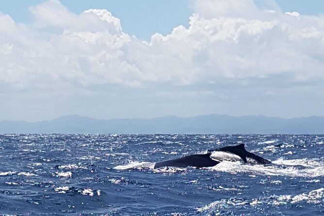 Whale Watching in Samana - Authenticity, Value, and Practical Tips