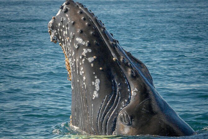 Whale Watching in Samana with Boat Tour - FAQ