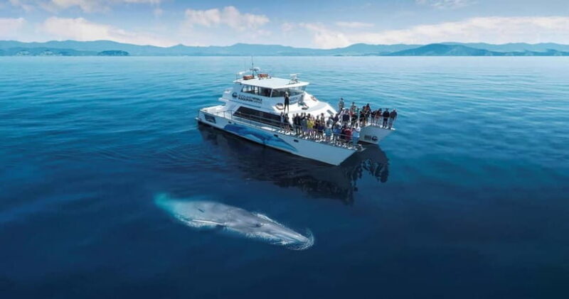 Whale Watching in Sri Lanka  A Majestic Ocean Adventure - An In-Depth Look at the Experience