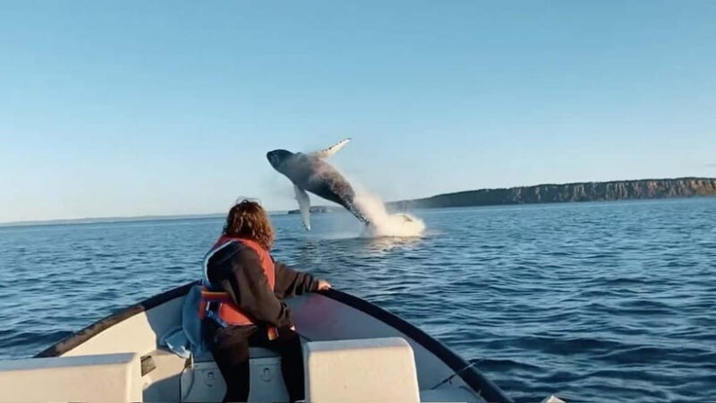 Whale Watching in Sri Lanka  A Majestic Ocean Adventure - Practical Tips for Your Journey