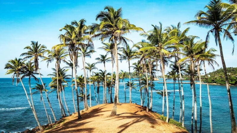 Whale Watching in Sri Lanka  A Majestic Ocean Adventure - The Sum Up