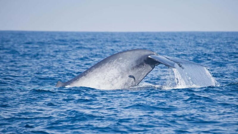 Whale Watching in Sri Lanka  A Majestic Ocean Adventure - FAQs