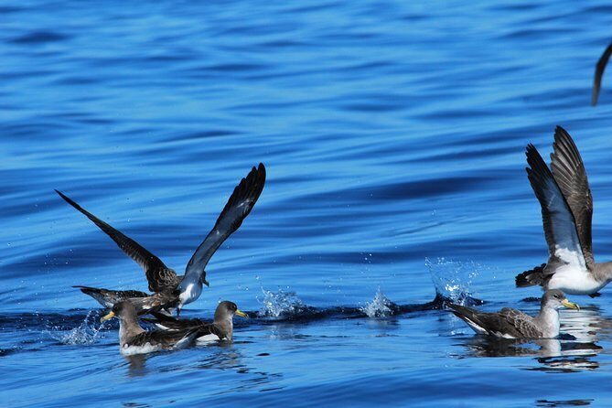 Whale watching in Tenerife. Atlantic Eco Experience - Practical Details and Considerations