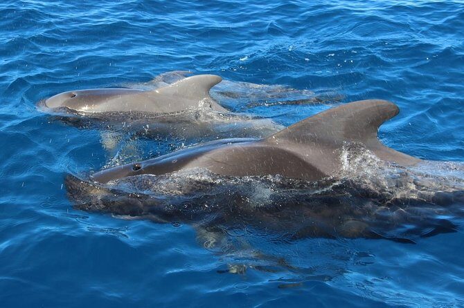 Whale watching in Tenerife. Atlantic Eco Experience - Why This Tour Works