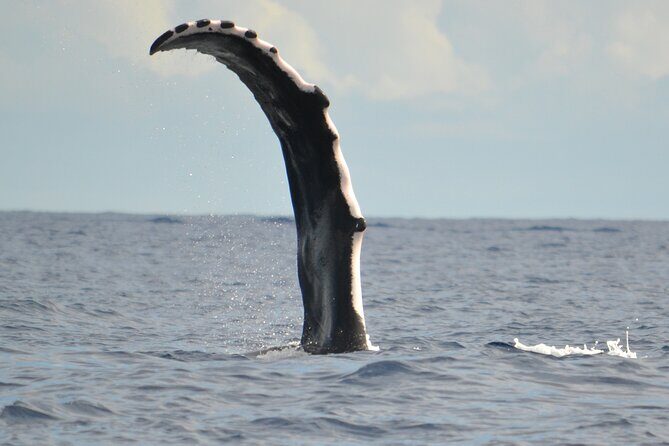 Whale watching in the calm of the peninsula with Ttahi tours - A Detailed Look at the Whale Watching Tour in Tahiti