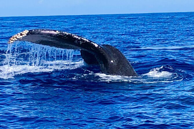 Whale Watching & Late Breakfast Cruise in Honolulu - The Sum Up: Is This Tour Worth It?