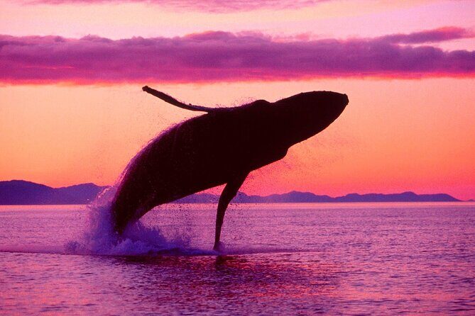 Whale Watching & Limón Waterfall Day Trip - Practical Considerations and Tips