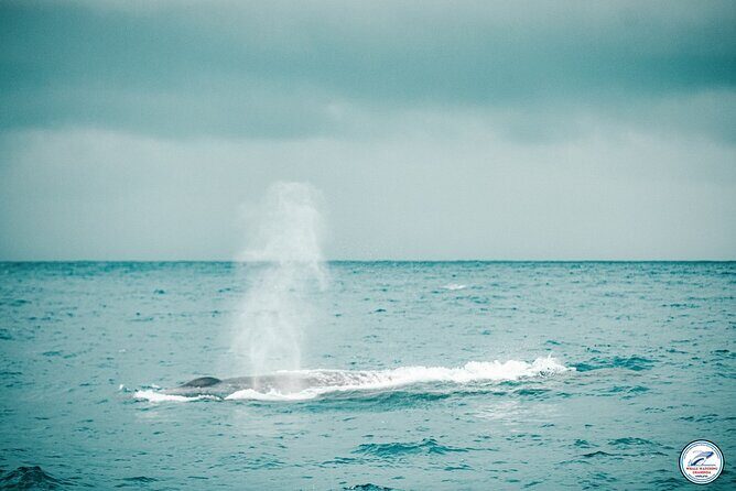 Whale Watching Mirissa in Sri Lanka with Pickup and Breakfast - Key Points