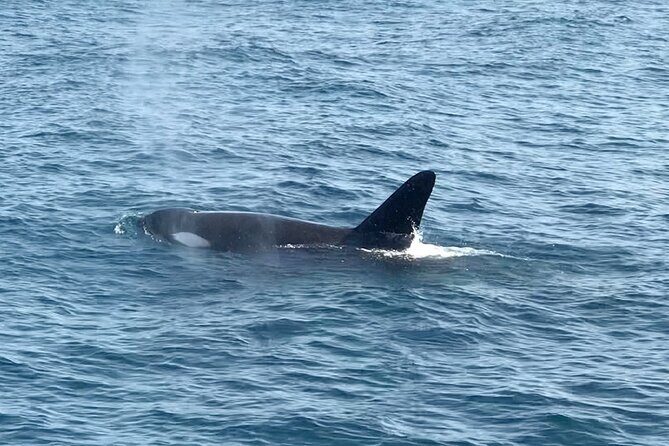 Whale Watching Mirissa in Sri Lanka with Pickup and Breakfast - Who Should Consider This Tour?
