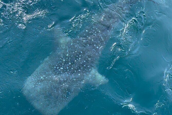 Whale Watching Mirissa in Sri Lanka with Pickup and Breakfast - The Value of This Experience