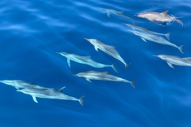 Whale Watching Mirissa in Sri Lanka with Pickup and Breakfast - The Sum Up