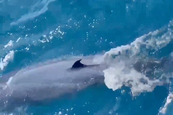 Whale Watching Mirissa in Sri Lanka with Pickup and Breakfast - FAQ