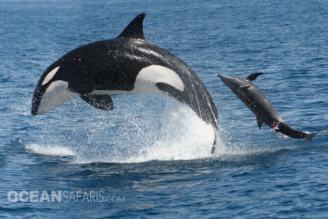 Whale Watching Monterey Bay semi-private limited to 6 people max - Frequently Asked Questions