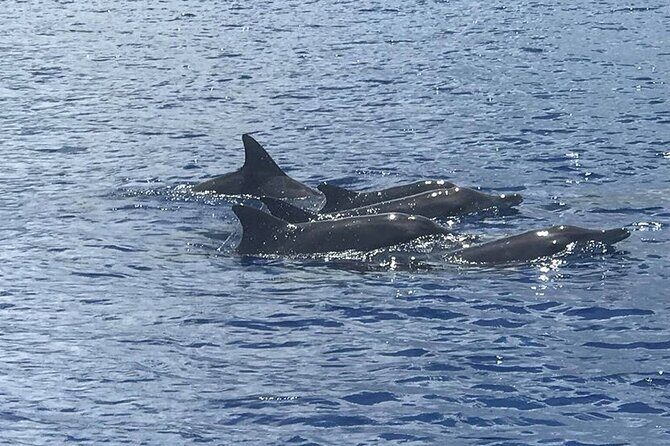 Whale Watching Moorea (non-swimming) - An In-Depth Look at Moorea Whale Watching (Non-Swimming)