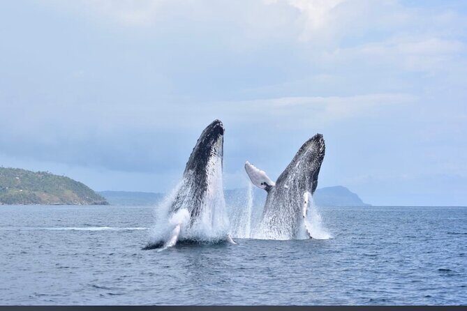 Whale watching more fell up - Key Points