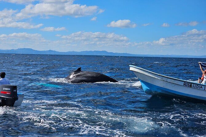 Whale watching more fell up - A Detailed Look at the Tour Experience