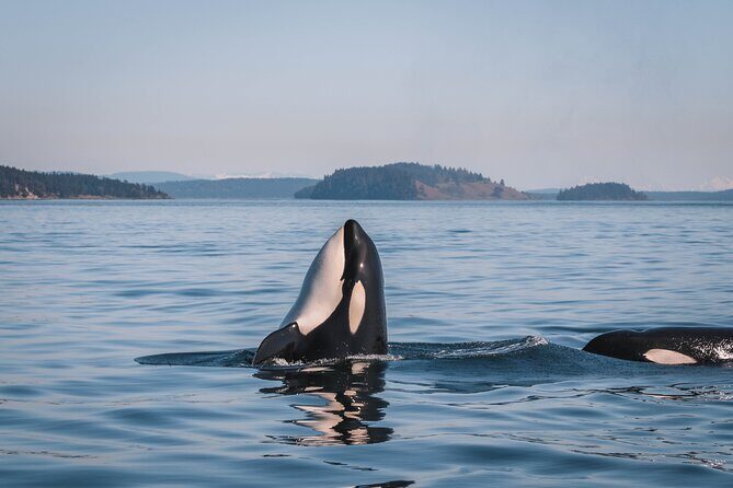 Whale Watching Nanaimo Open Boat Tour - Key Points