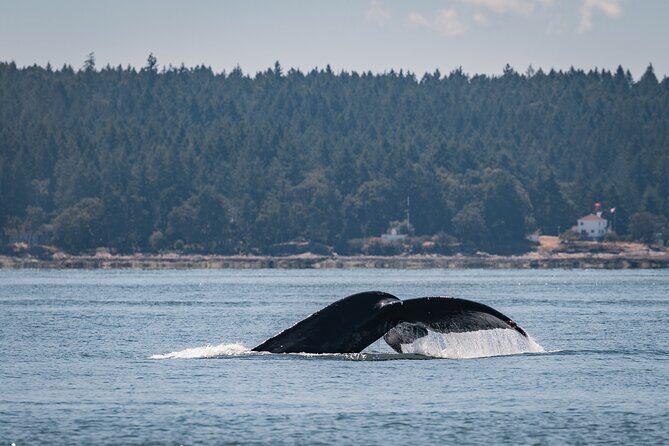 Whale Watching Nanaimo Open Boat Tour - An In-Depth Look at the Trip