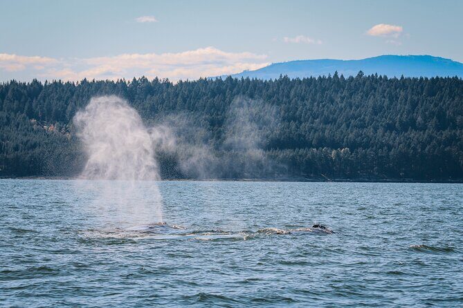 Whale Watching Nanaimo Open Boat Tour - The Sum Up: Who Will Love the Whale-Watching Nanaimo Tour?