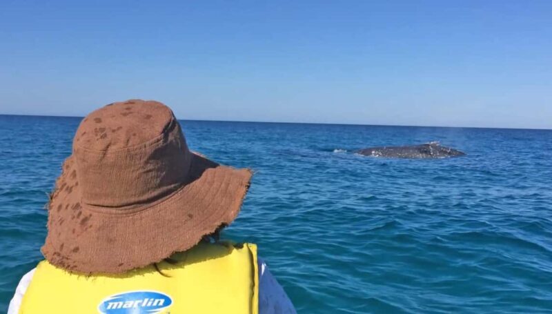 Whale Watching Ocean Kayak & Beach 4X4 Tour Noosa - Why This Tour Offers Great Value
