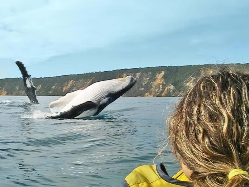 Whale Watching Ocean Kayak + Great Beach Drive Adventure - The Whales and the Wilderness: What You Can Expect