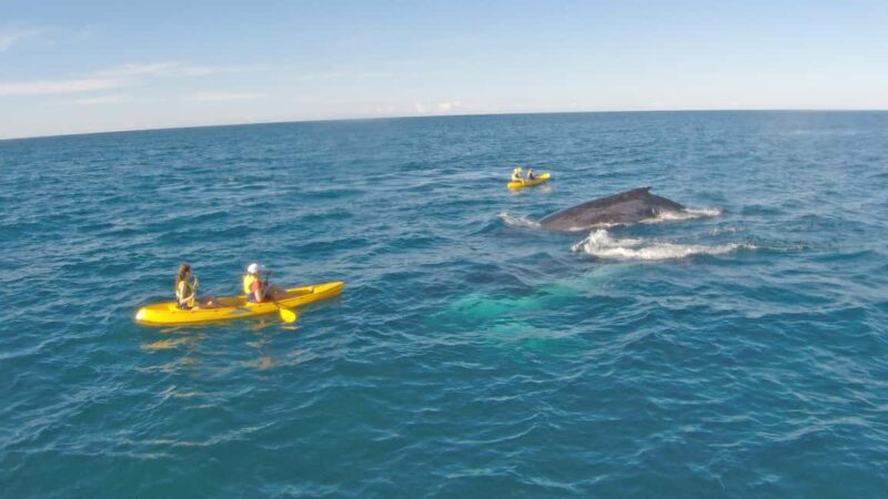 Whale Watching Ocean Kayak + Great Beach Drive Adventure - The Practicalities: What You Need to Know