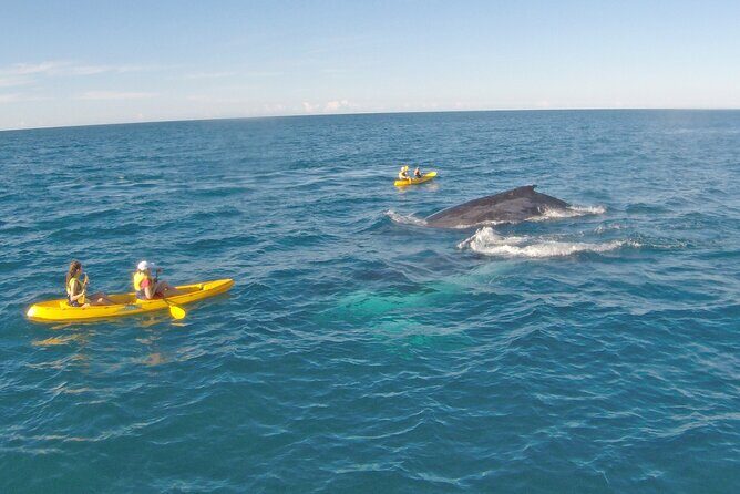 Whale Watching Ocean Kayak Tour - Frequently Asked Questions