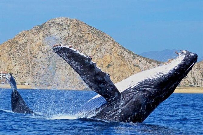 Whale Watching on 2 Level Big Boat with Breakfast and Drinks INCLUDED - Practical Tips for Your Whale Watching Adventure