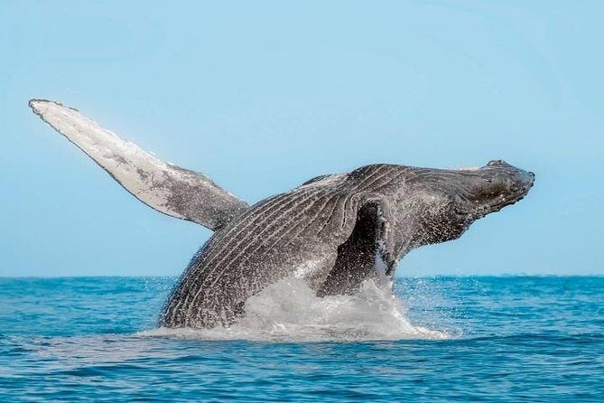 Whale Watching on 2 Level Big Boat with Breakfast and Drinks INCLUDED - FAQs