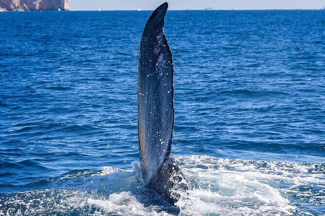Whale Watching on a Glass Bottom Boat - Why This Tour Works for You