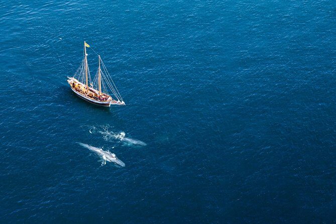 Whale Watching on a Traditional Oak Sailing Ship from Husavik - The Experience on Board
