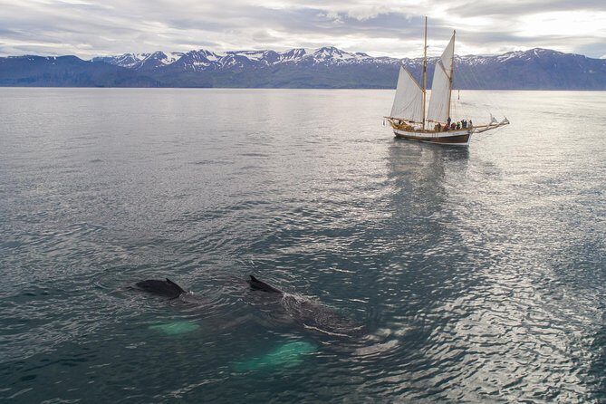 Whale Watching on a Traditional Oak Sailing Ship from Husavik - Refreshments and End of the Trip