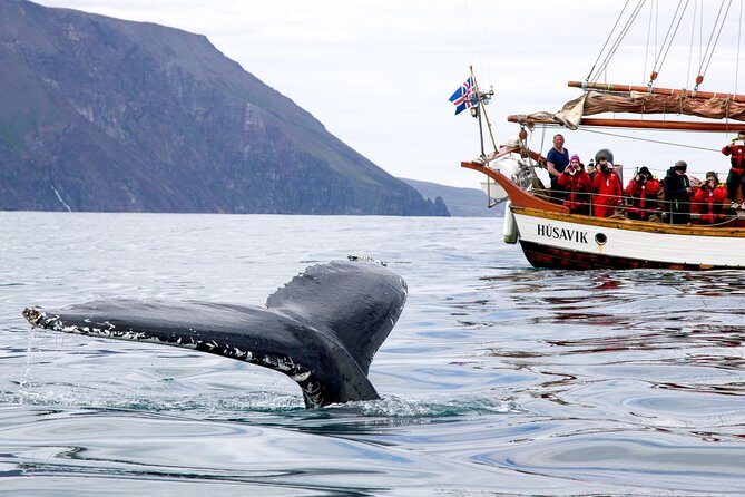 Whale Watching on a Traditional Oak Sailing Ship from Husavik - Value for Money