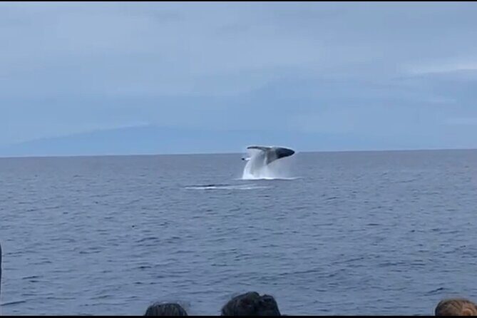 Whale Watching on Big island - Key Points