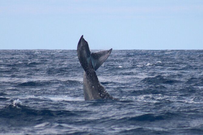 Whale Watching on Big island - Practical Tips for Your Whale Watching Trip