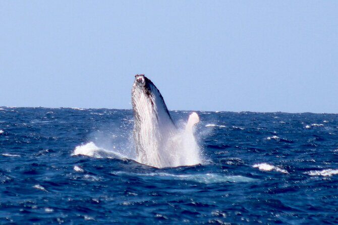 Whale Watching on Big island - Final Thoughts