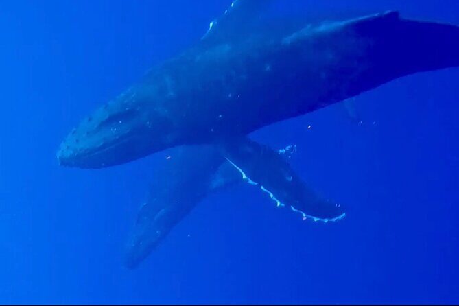 Whale Watching on Big island - FAQ: Your Questions Answered