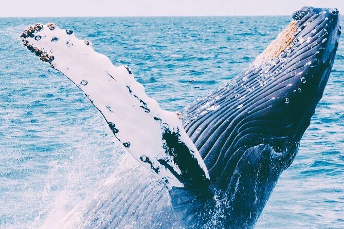 Whale Watching on Coral Princess in Bermuda - Whale Watching on Coral Princess in Bermuda: An Authentic Marine Encounter