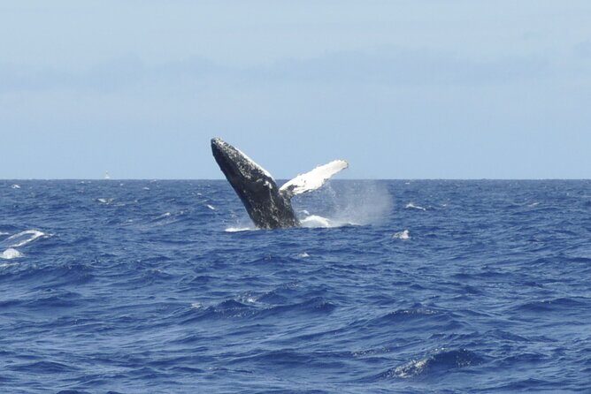 Whale Watching on Coral Princess in Bermuda - In-Depth Review of the Coral Princess Whale Watching Tour