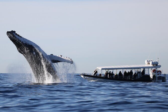 Whale Watching on Speed Boat with canopy from Sydney Harbour - Who Would Love This Experience?