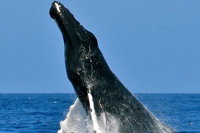 Whale Watching on Sundeck in Bermuda - Whale Watching on Sundeck in Bermuda
