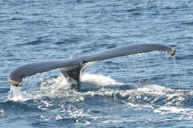 Whale Watching on Sundeck in Bermuda - In-Depth Review of the Bermuda Whale Watching Sundeck Tour